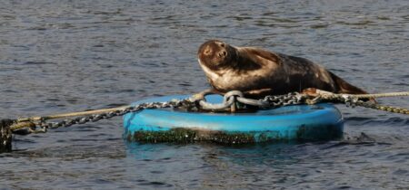 Seal Cropped